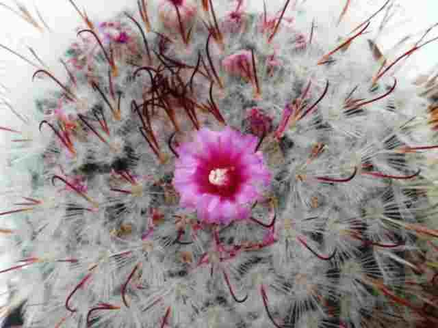 Mammillaria_bombycina_2